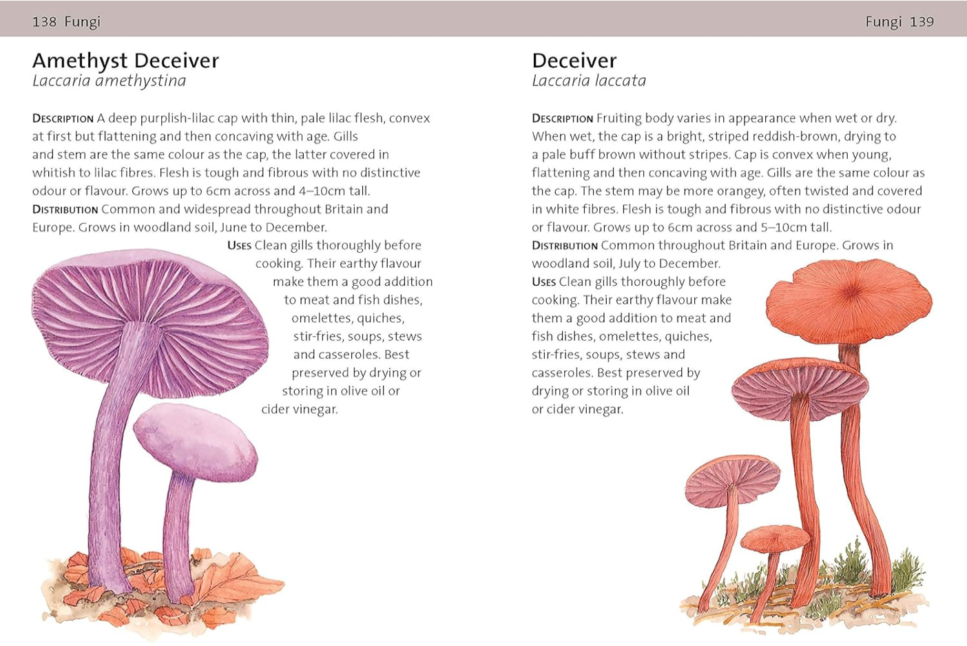 CONCISE FORAGING GUIDE