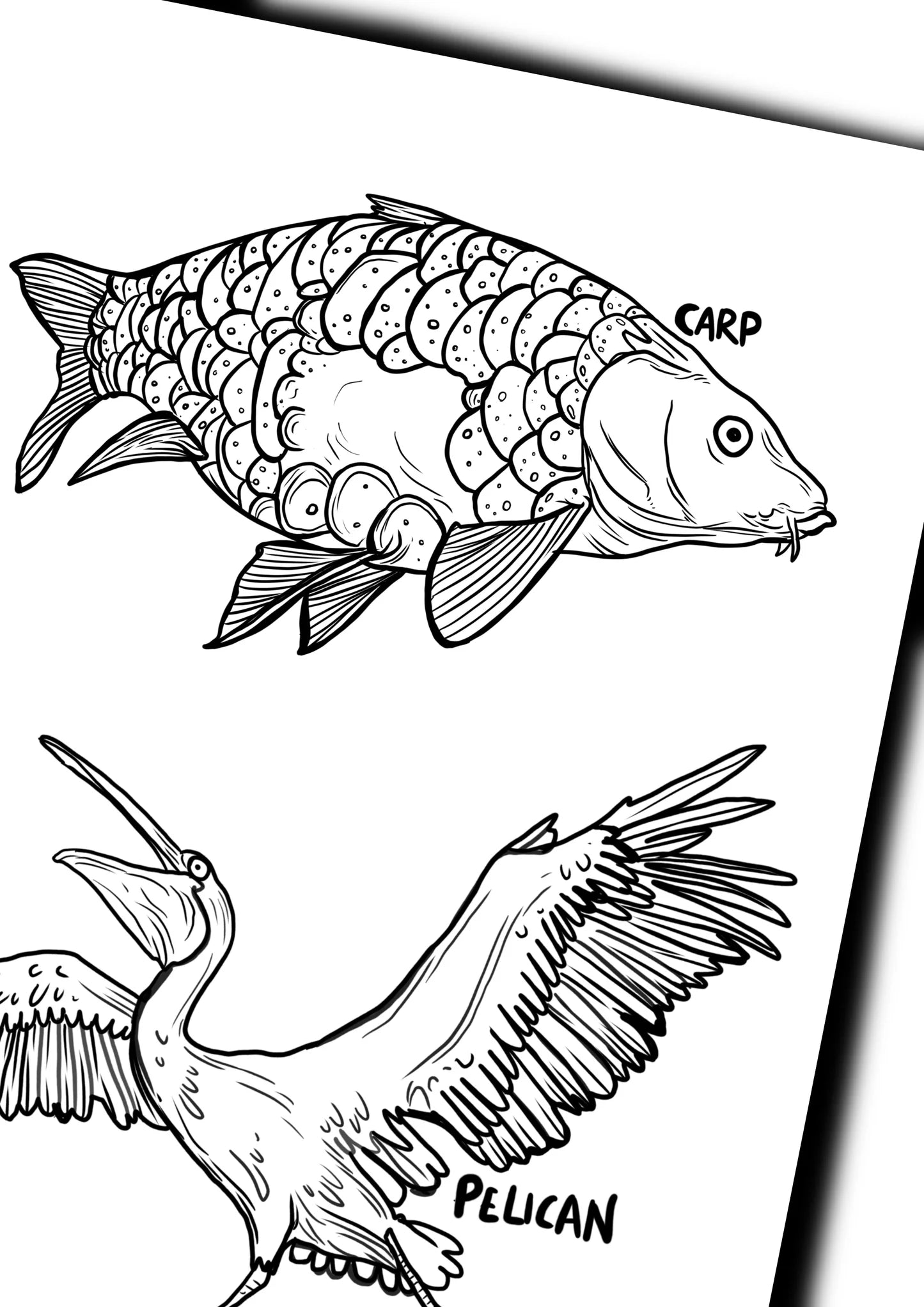 ANIMALS COLOURING BOOK