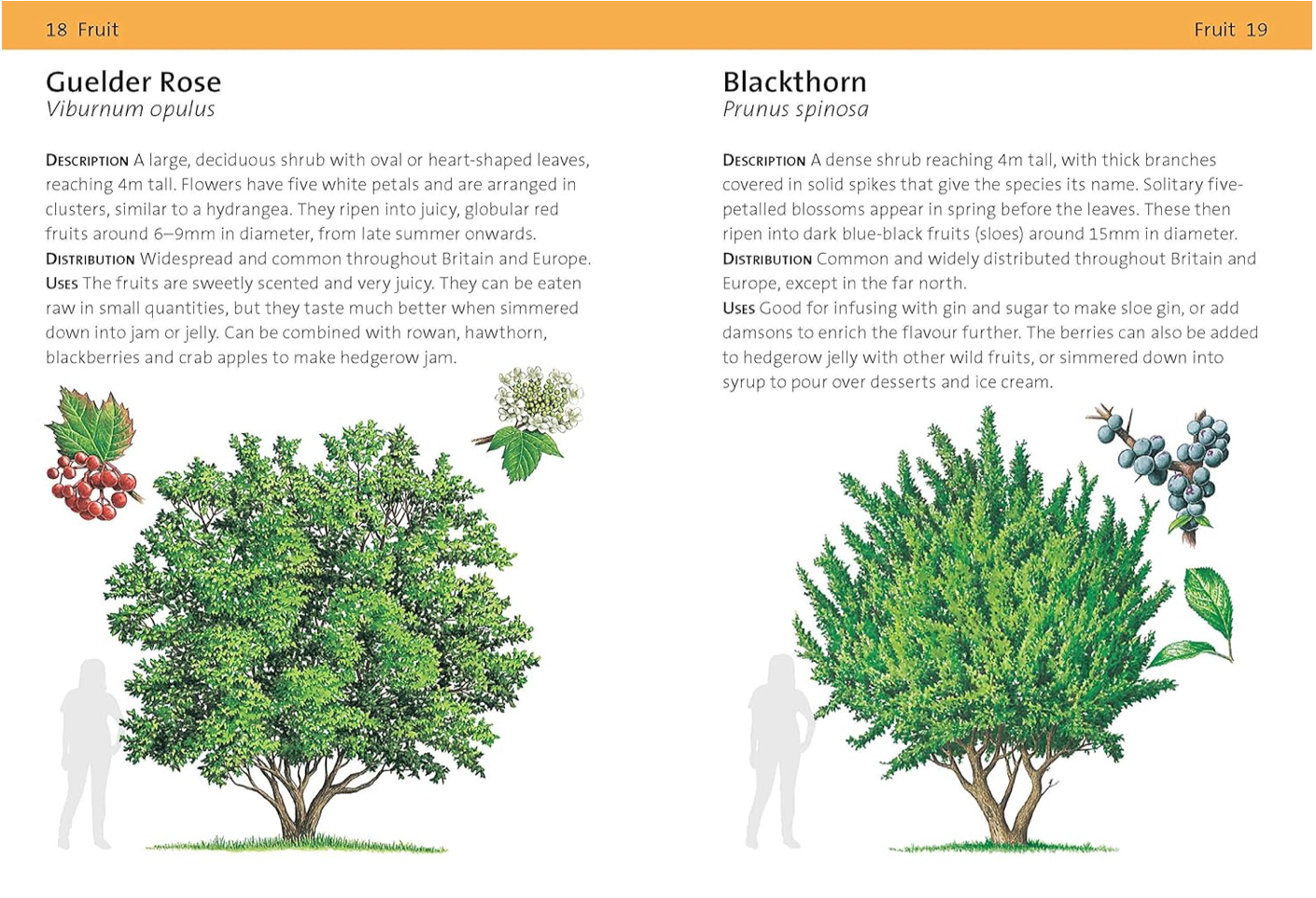CONCISE FORAGING GUIDE